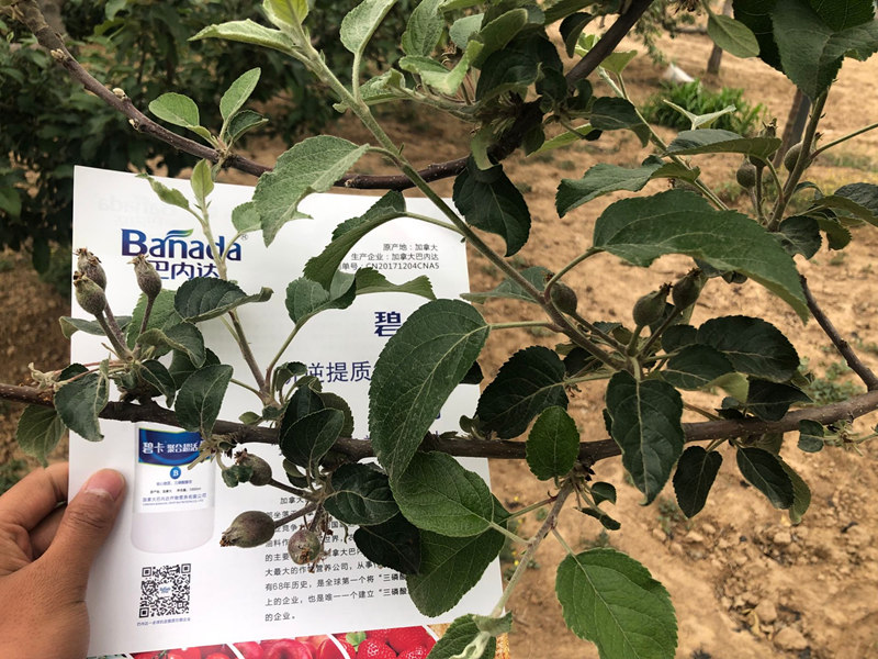 中微量元素水溶肥有那些优势