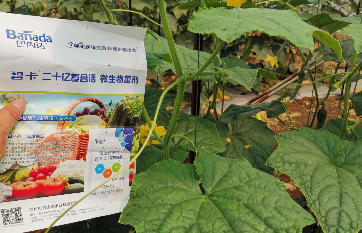 微生物菌剂和菌肥的区别是什么? 微生物菌剂和菌肥的区别是什么?