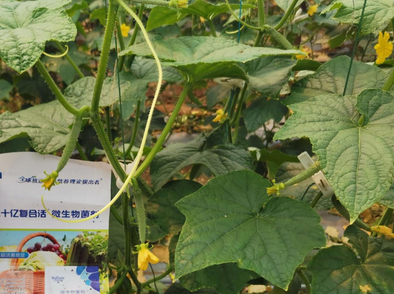 微生物菌剂和菌肥的区别是什么? 微生物菌剂和菌肥的区别是什么?